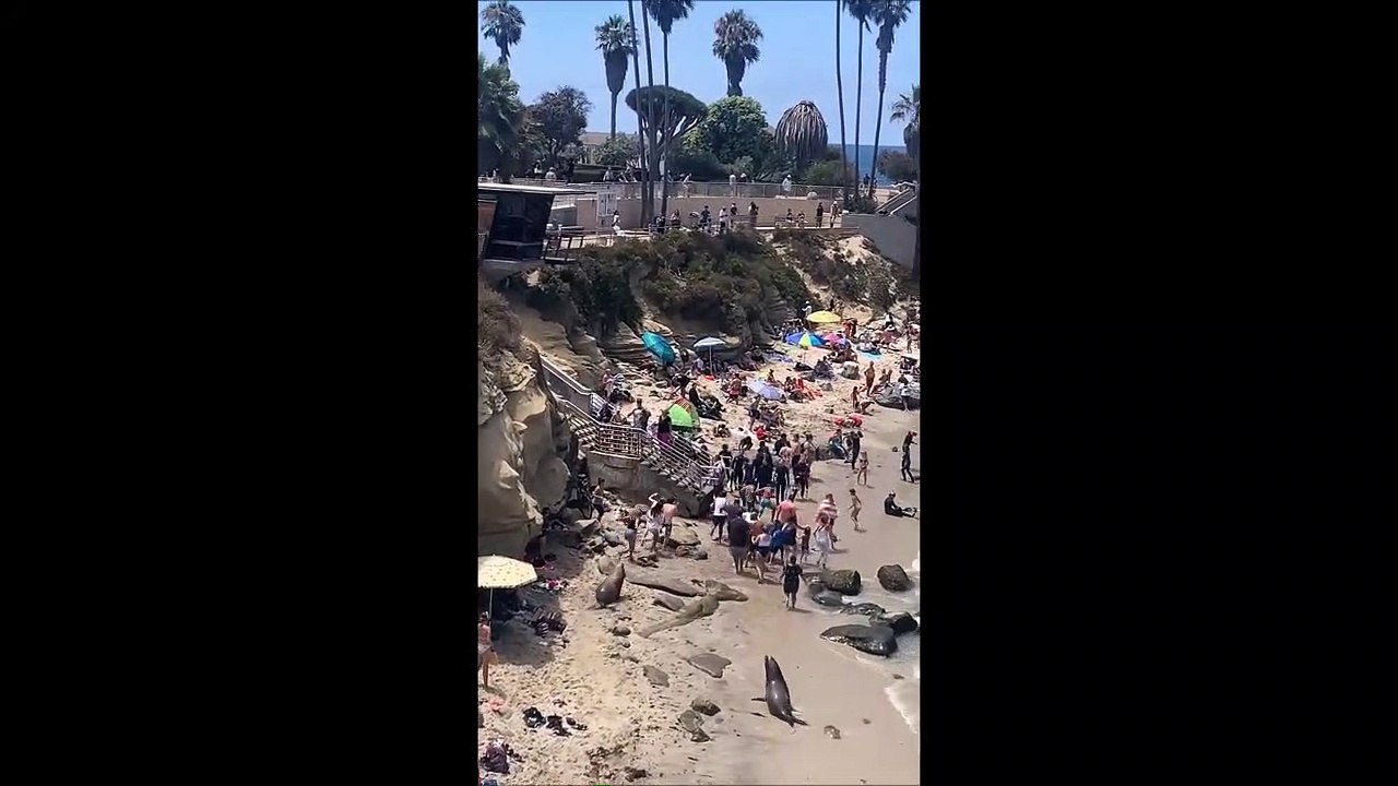 Des lions de mer font fuir les touristes sur la plage