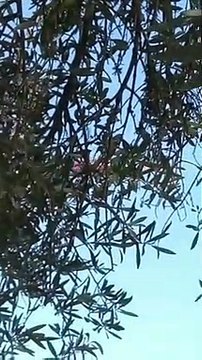 Messina, fiamme a Castanea: in azione forestale e vigili del fuoco