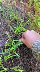 Have You Ever Seen a Mole in Person?