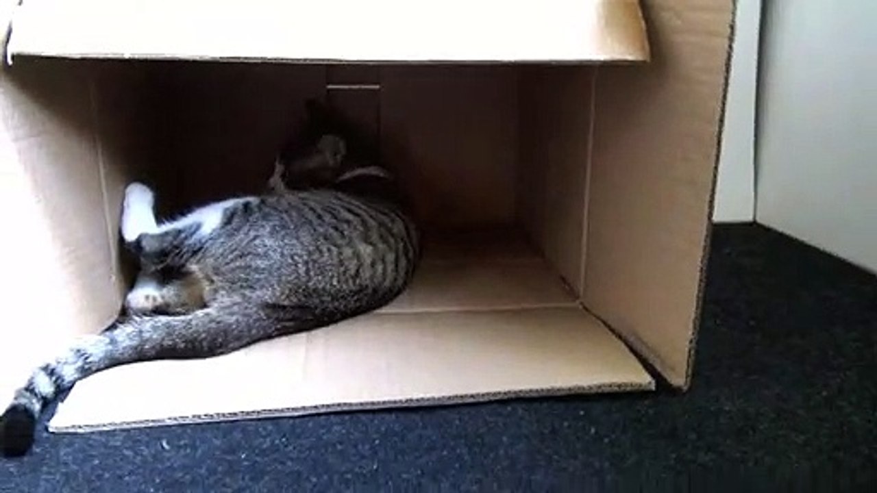 The Soccer Player Cat
