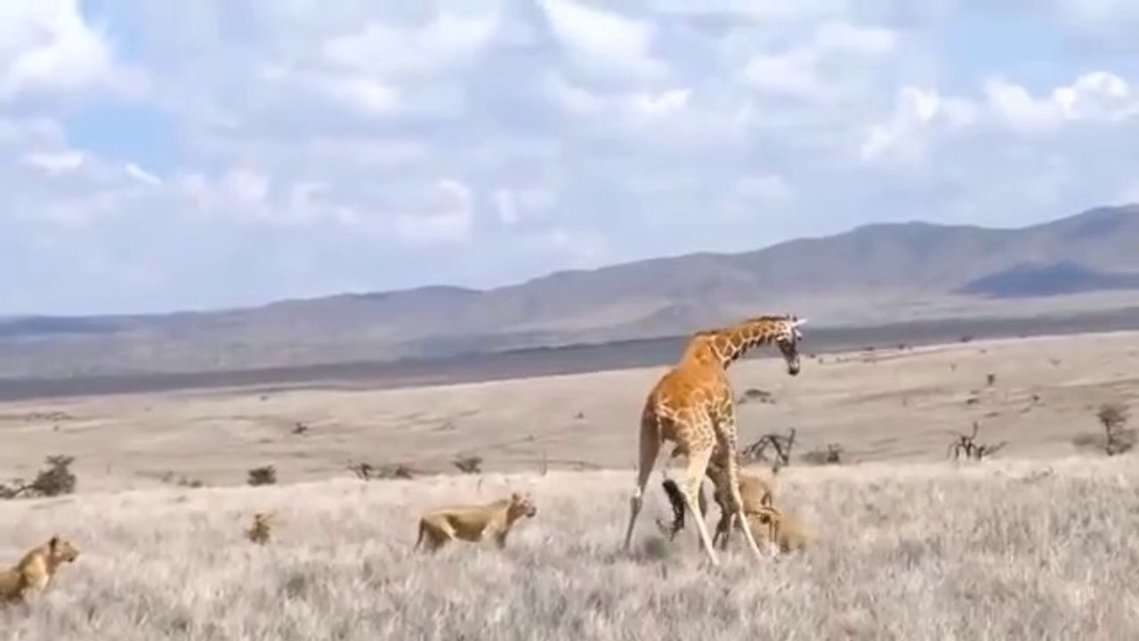 It's_brutal_!!!_Angry_lion_kills_leopards_to_save_cubs_-_Leopards_vs_lions