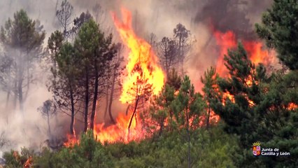Vídeo del violento incendio forestal de Monsagro