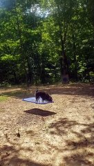 Dog Loves to Swing