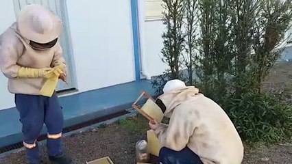 Defesa Civil é acionada para retirar abelhas no Bairro Santo Inácio