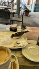 Bird Feeds Its Baby at Dining Table