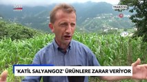Katil Salyangoz İstilası! Her Şeyi Yok Edip Geçiyor! Evlerin İçine Bile Yayıldılar… - TGRT Haber