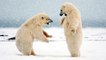 How polar bears eat || how polar bears survive || how polar bears live || how polar bears hunt seals