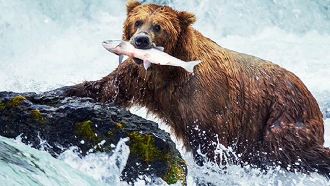 How fast are grizzly bears || how big are grizzly bears || how dangerous are grizzly bears