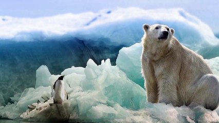 February 27 Is International Polar Bear Day Here Are 3 Ways To Help Save Them From Extinction