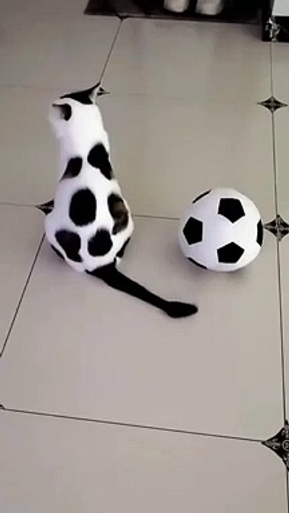 Funny cat video