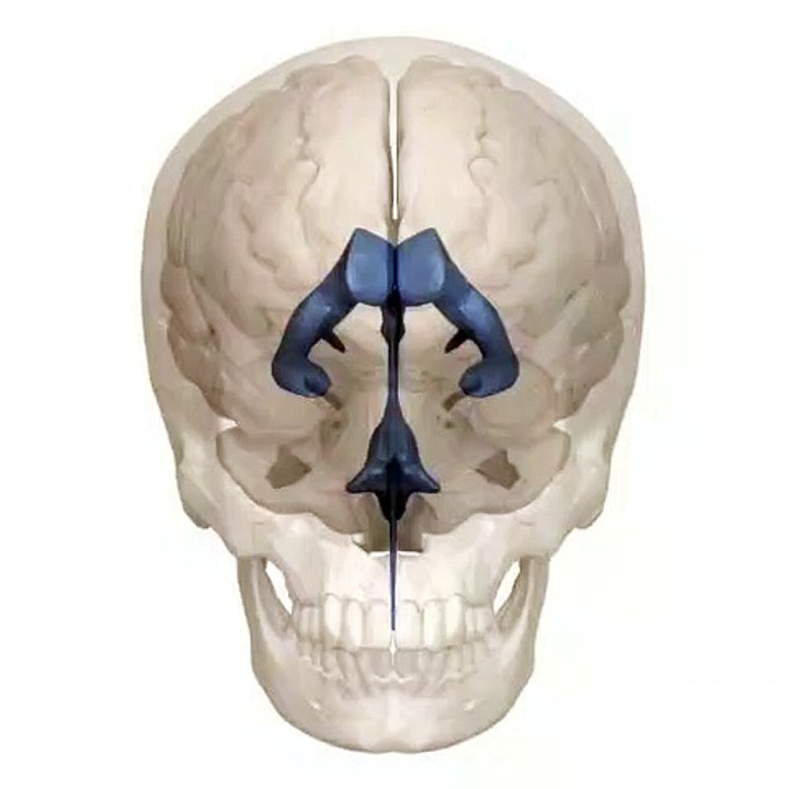 Human brain 3d video