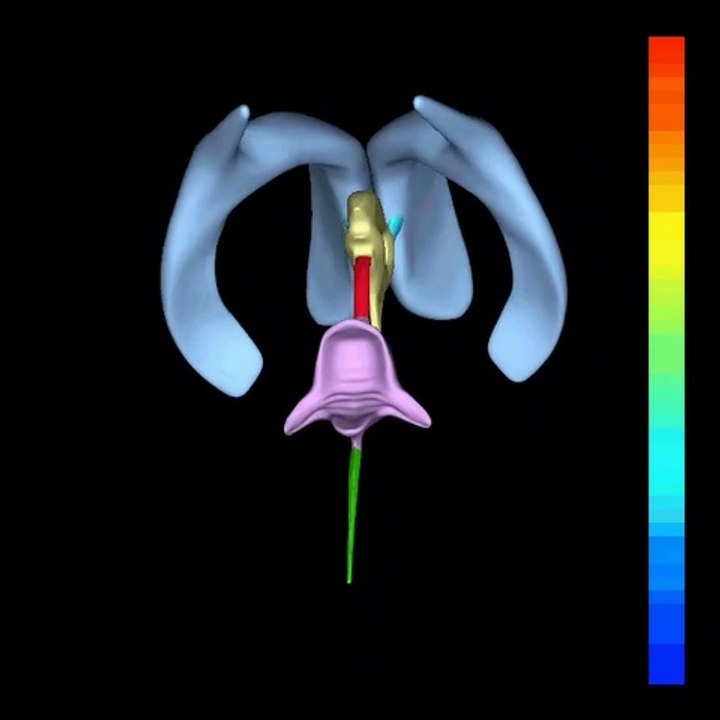 Human brain 3d video