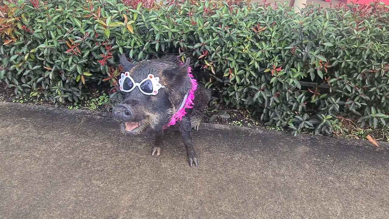 Coco the performing miniature pig