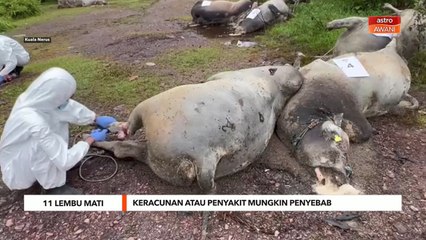 11 Lembu Mati | Keracunan atau penyakit mungkin penyebab