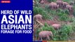 Herd of wild Asian elephants forage for food | The Nation