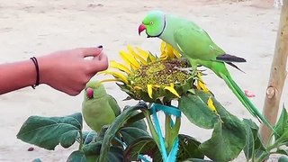 Indian Ringneck Parrot call mithu|Alexandrine Parrot Sound|Talking Parrot mittu