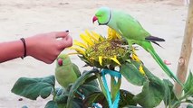 Indian Ringneck Parrot call mithu|Alexandrine Parrot Sound|Talking Parrot mittu