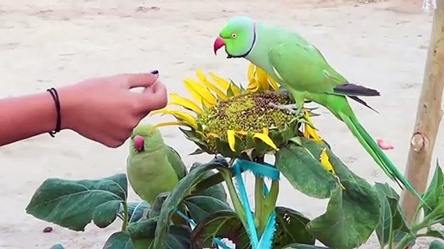 Indian Ringneck Parrot call mithu|Alexandrine Parrot Sound|Talking Parrot mittu