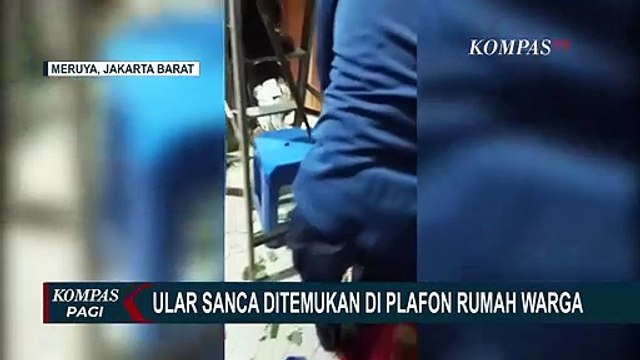 Petugas Damkar Evakuasi Ular Sanca Sepanjang 5 Meter yang Bersembunyi di Plafon Rumah Warga!