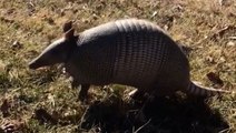 Climate change is likely causing armadillos to migrate north