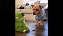 Cute And Funny Pets Try Not To Laugh To These Pets  - pet lover