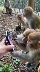 போனை வாங்கியதும்.. நேராக "அந்த" ஆப்பை திறந்த குரங்கு! குழம்பி போன மக்கள்.. தலை சுற்ற வைக்கும் வீடியோ