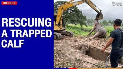 Rescuing a trapped calf | The Nation