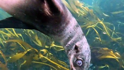 Cute Sea Lion _ Sea Lion Compilation Video 2021_Sea Lion Under Sea _ Scuba Driver with Sea Lion