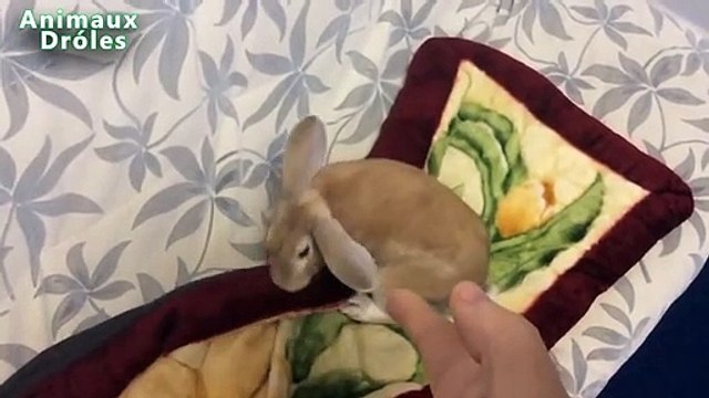 Animaux rigolos Playing Dead Après Doigt Plan - Funny Pets Compilation