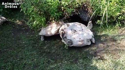 Animaux sont impressionnantes - Best Funny Animals Compilation Janvier 2015