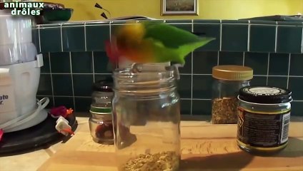 Animaux voler de la nourriture - Funny Animals essayer d'atteindre alimentaire Compilation 2014