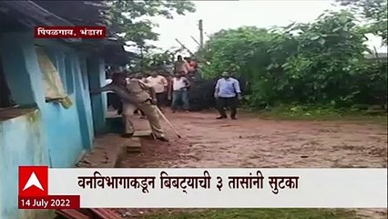 Bhandara Pimpalgaon Leopard : शिकारीच्या शोधात आला, घरात शिरला; 3 तासांनी सुटका ABP Majha