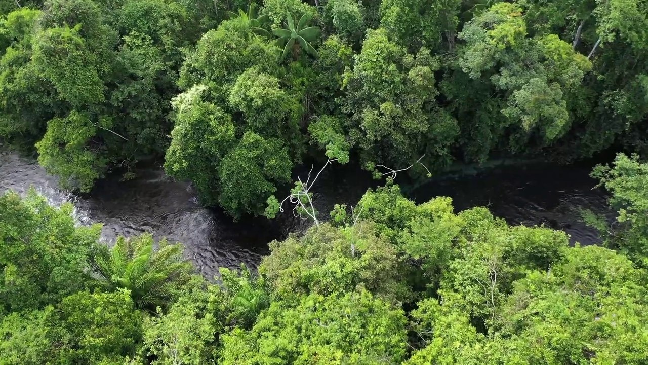 The Relationship of Animals with Nature || Deep Forrest || Animals and Nature || Pure supplement