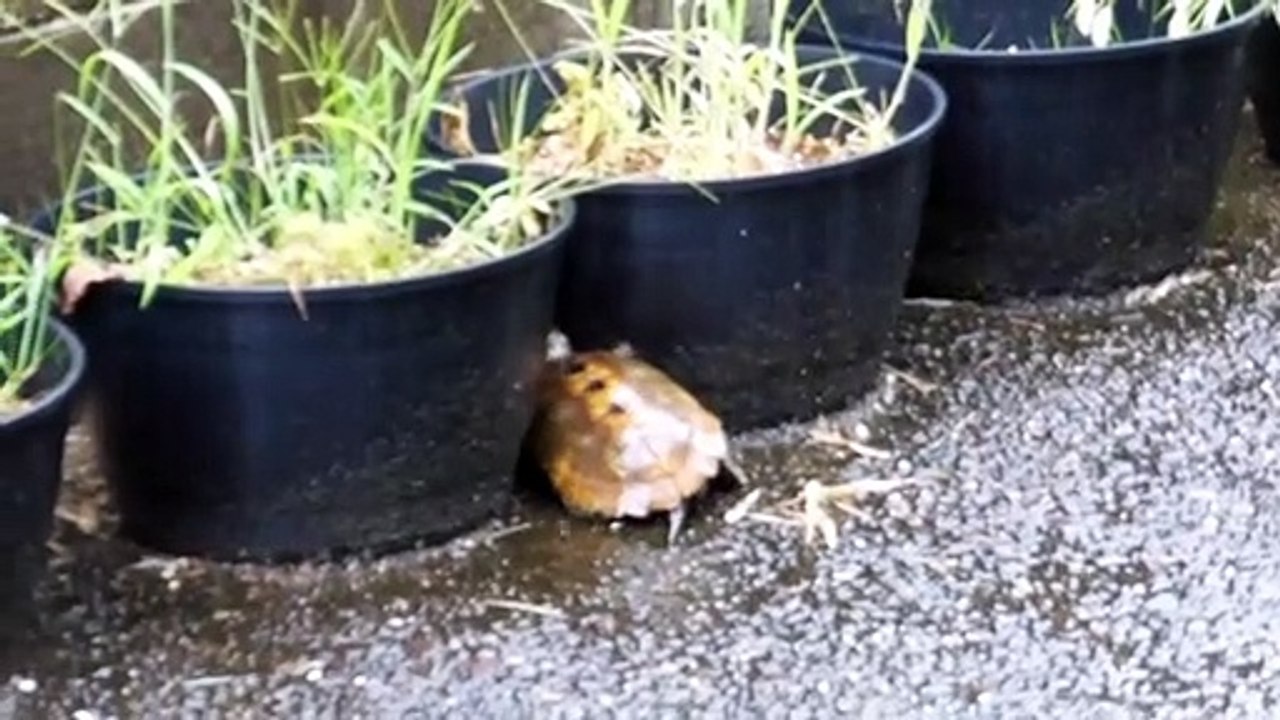 Visitor to the Old Japanese Farm House