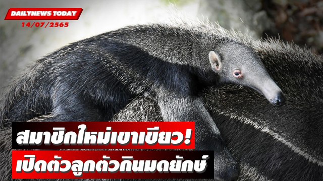 สมาชิกใหม่! เขาเขียวปลื้ม เปิดตัวลูกตัวกินมดยักษ์ หาชมยาก-ใกล้สูญพันธุ์ | DAILYNEWS TODAY 14/07/65