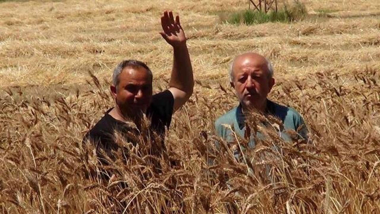 Bu buğday başka bir buğday! Bir başakta 100 dane veriyor, boyu insan boyuna ulaşıyor