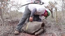 La repoblación de tortugas gigantes en una isla de Galápagos en Ecuador ha resultado todo un éxito