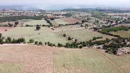 Tescilli Denizli kekiğinde hasat sürüyor