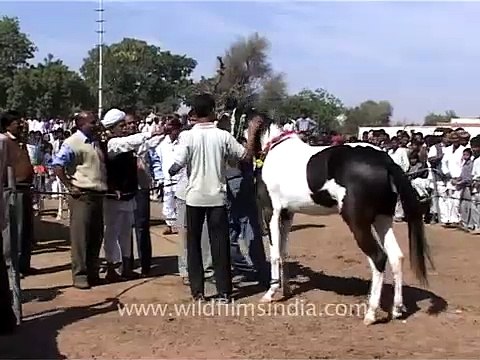 Horses in Pushkar fair, Rajasthan