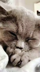 Animal Funny Videos: Funny Animal's | Thug Tohid #shorts