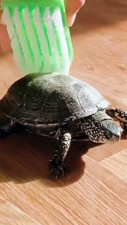 Animal Funny Videos: Funny Animal's | Thug Tohid #shorts