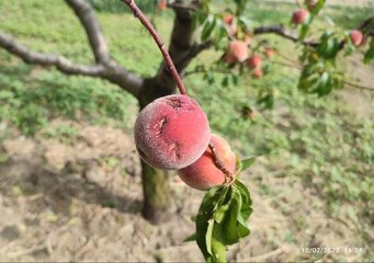 İNEGÖLLÜ ÇİFTÇİYİ DOLU VURDU; ZARAR 20 MİLYON TL