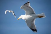 Lancaster Guardian news update 14 July 2022: Morecambe pub bids to stop seagulls