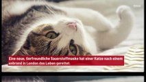 Katzen durch tierfreundliche Sauerstoffmaske Brand gerettet