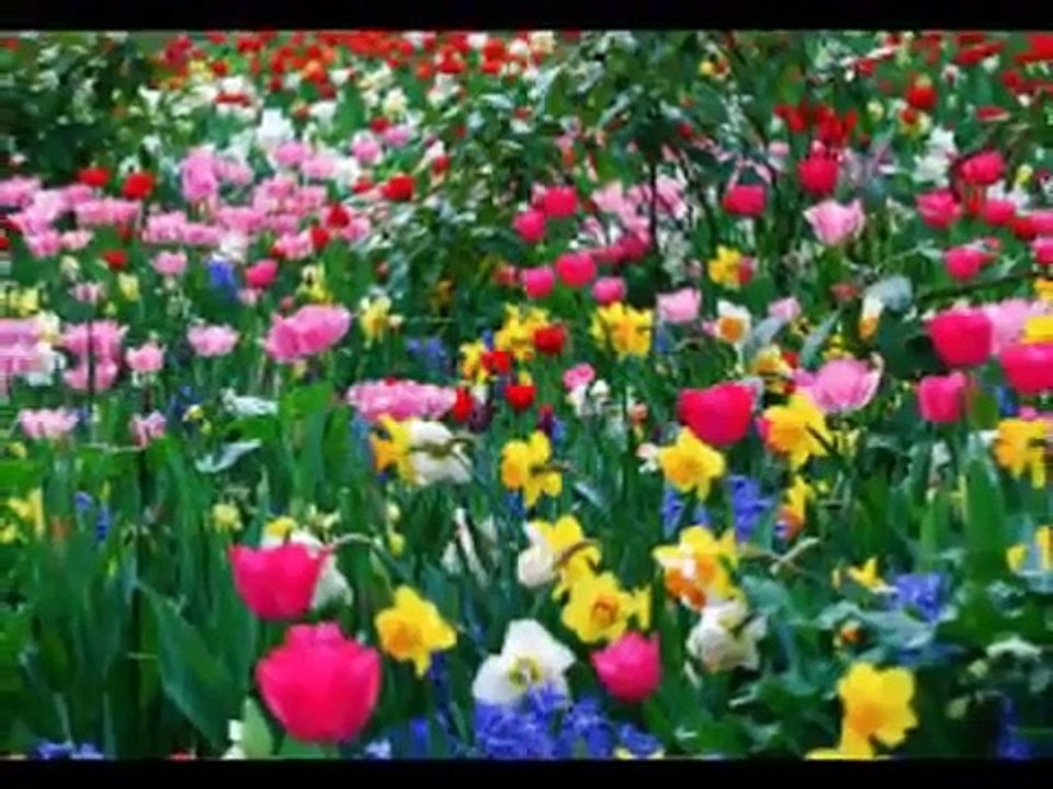 Puiu Nastase - mai tii minte mai draga Marie