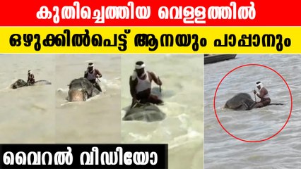 നദിയിലെ ഒഴുക്കില്‍പ്പെട്ട് ആനയും പാപ്പാനും. സാഹസിക രക്ഷ‌‍പെടൽ |*Viral Video