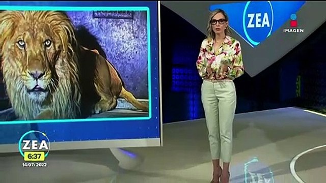 Animales rescatados del santuario Black Jaguar-White Tiger presentan desnutrición