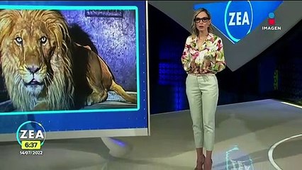 Animales rescatados del santuario Black Jaguar-White Tiger presentan desnutrición