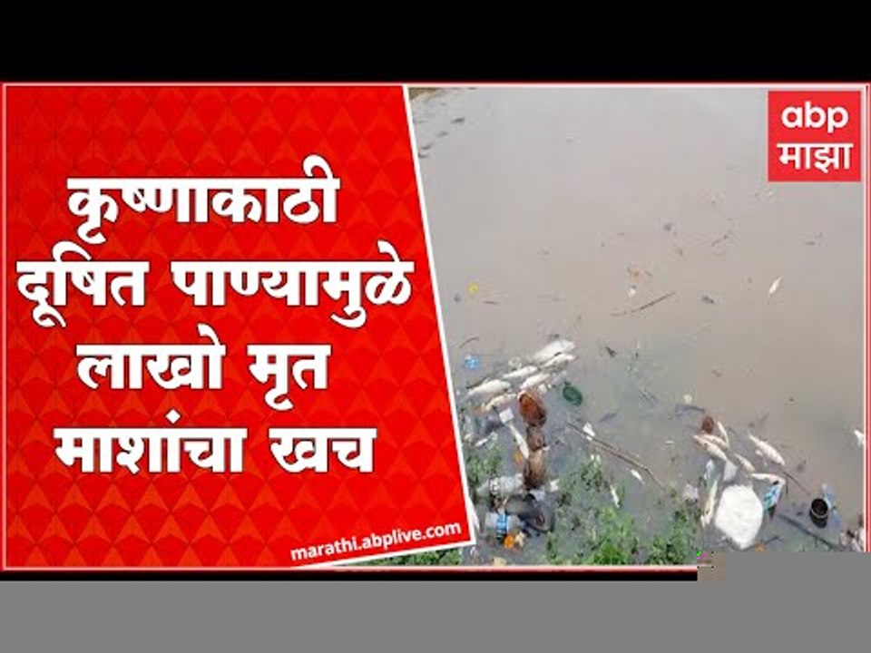 Sangli Krishna River : दूषित पाण्यामुळे कृष्णा नदीच्या किनाऱ्यालगत लाखो मृत माशांचा खच : ABP Majha