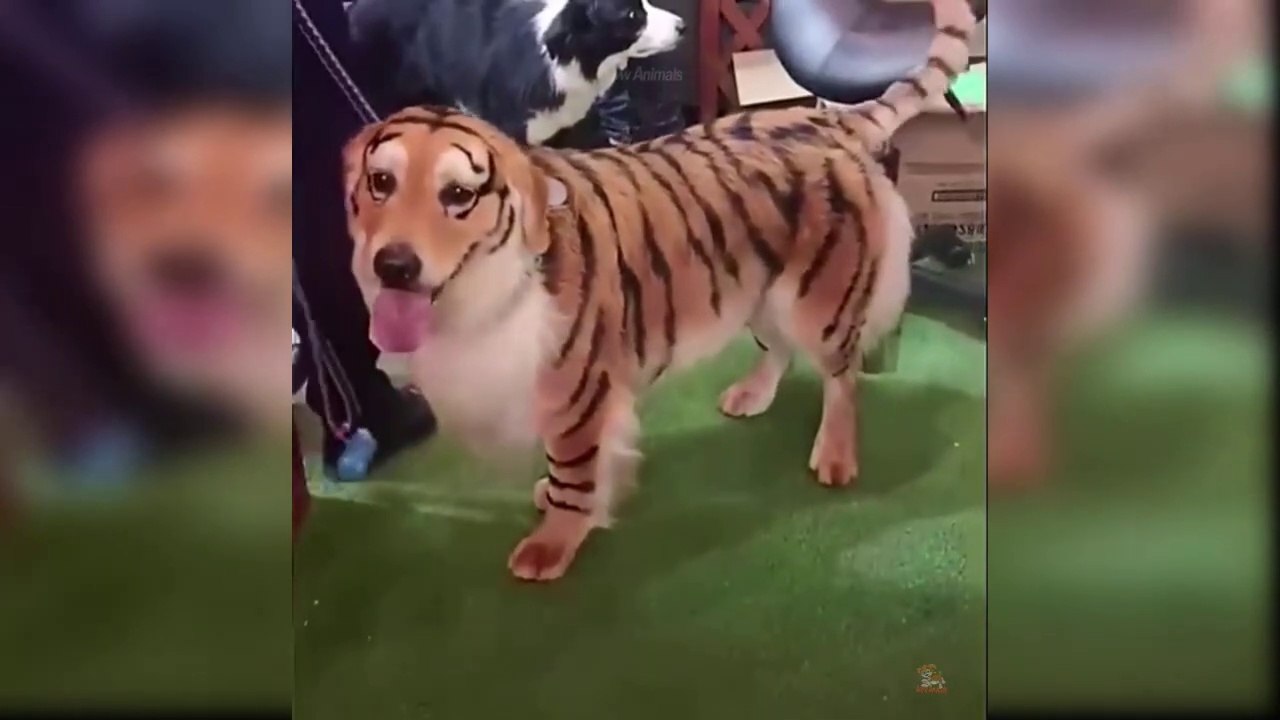 Baby Dogs - Cute and Funny Dog Videos Compilation   Aww Animals